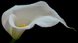 Calla Lily IV